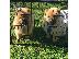PoulaTo: Πολύ παιχνιδιάρικο Chow Chow Pups προς πώληση